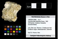 Foto (Objekt + Etiketten) von Goniodromites bidentatus (Reuss, 1859) 